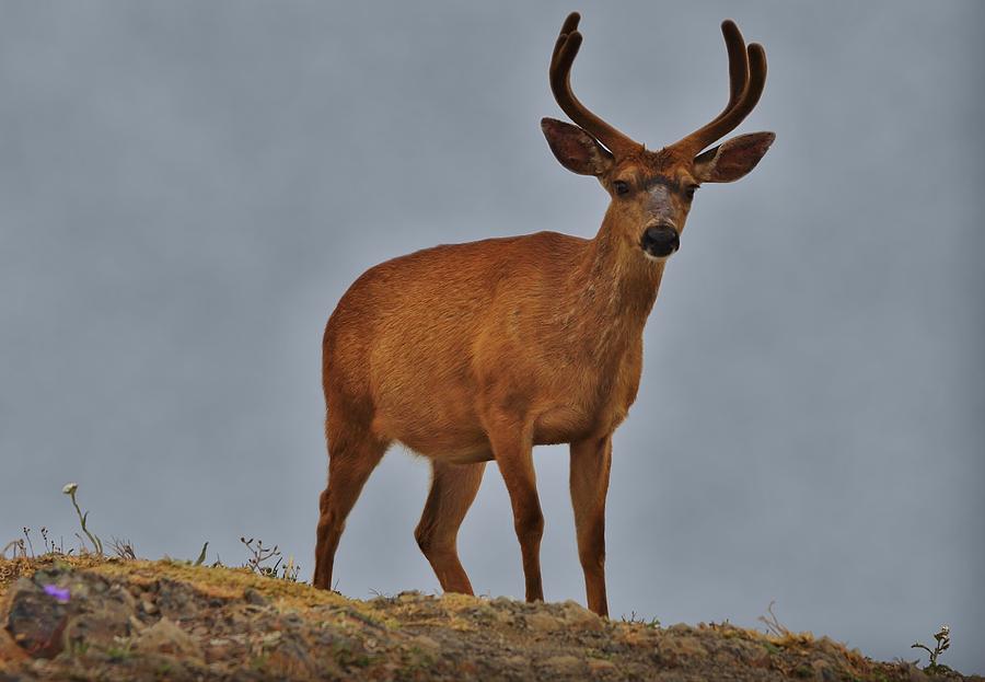 Bold Black Tailed Deer Photograph