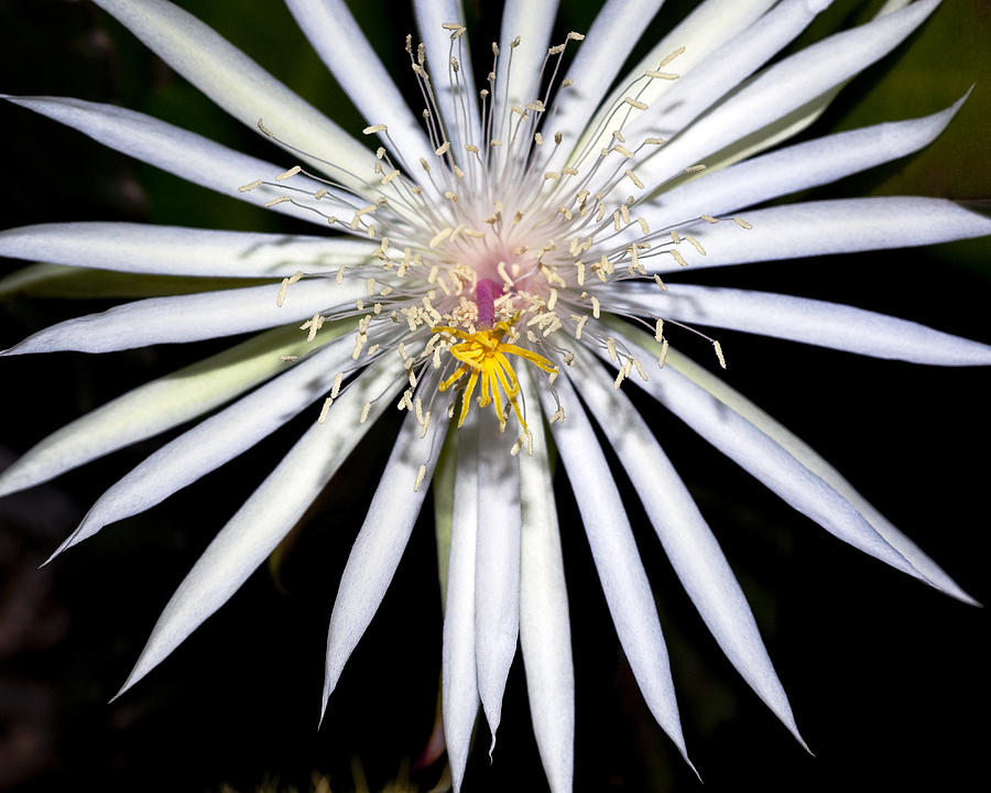 Cactus Flower Photograph - Bold Cactus Flower by Kelley King