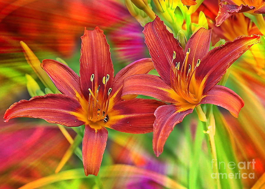 Bold Colors Daylilies Photograph by Carol Groenen