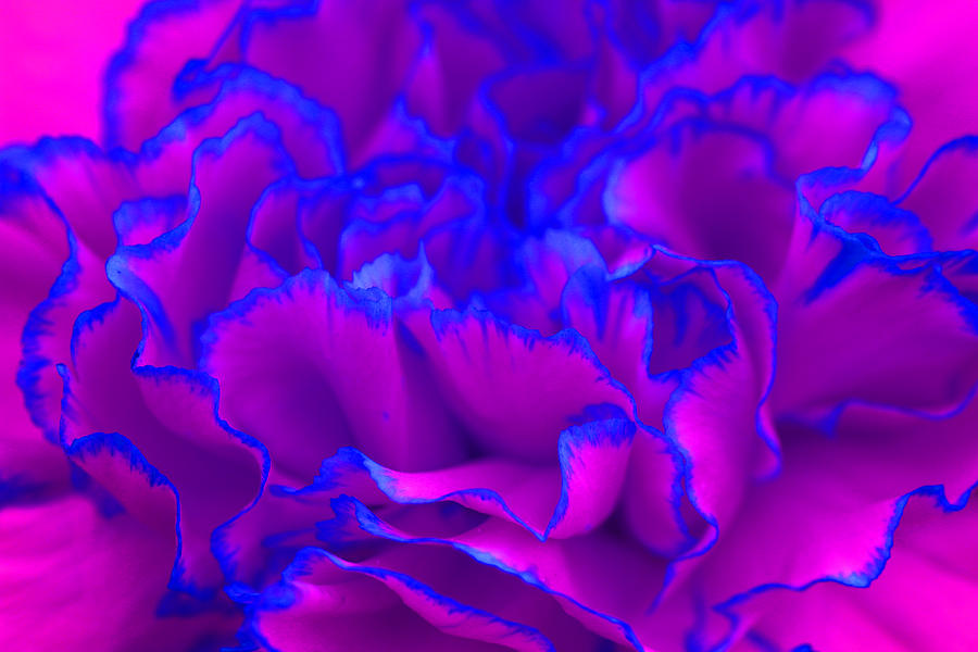 Bold Fuschia Pink And Blue Carnation Flower Photograph