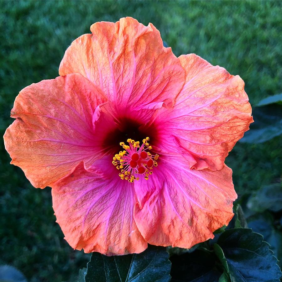 Bold Hibiscus Photograph by Brian Eberly
