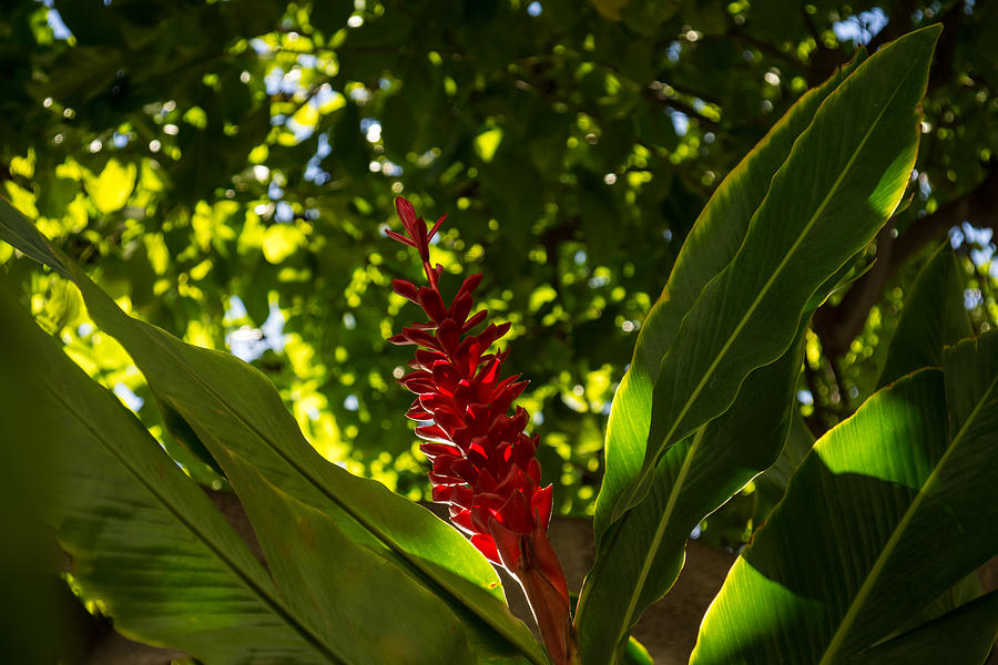 Bold Jewel in the Jungle - Red Ginger in Hawaii Photograph by Georgia Mizuleva