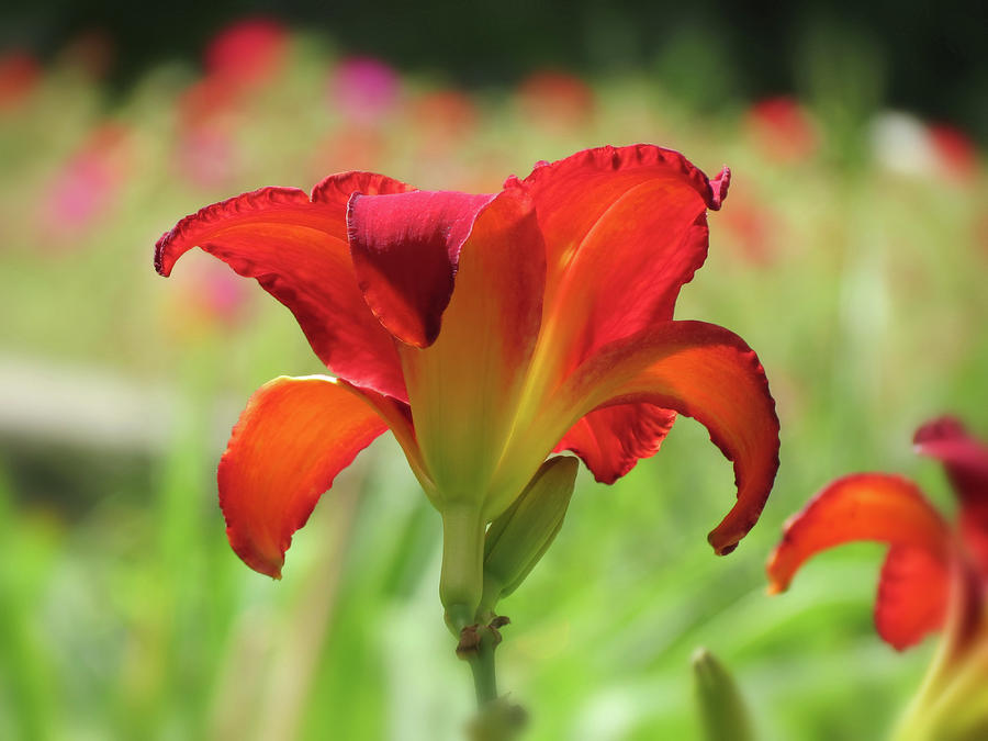 Bold Red - Daylily Photograph by MTBobbins Photography