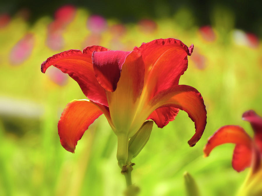 Bold Red Gold - Daylily Photograph by MTBobbins Photography