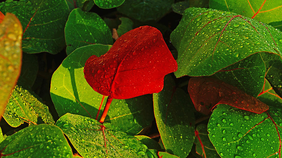 Plant Photograph - Bold Red Sea Grape Leaf by Lawrence S Richardson Jr
