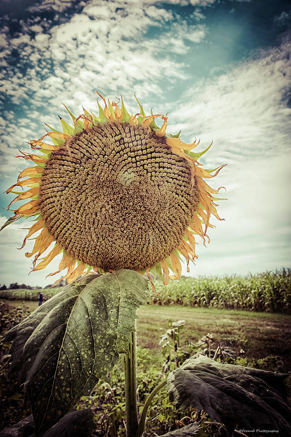 Bold Sunflower  Photograph by Debra Forand