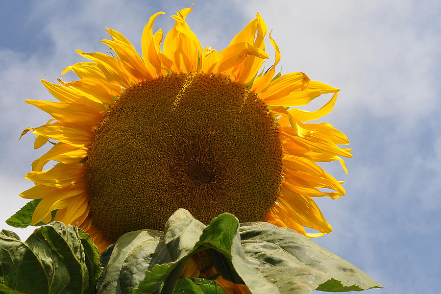 Bold Sunflower Photograph by Marion McCristall