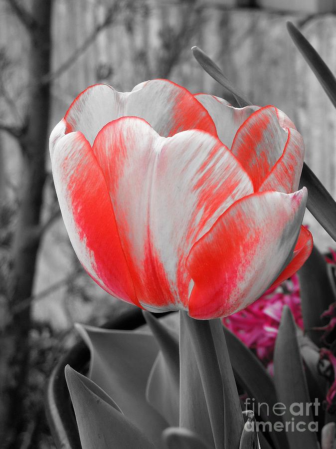 Bold Tulip Photograph by Chad and Stacey Hall