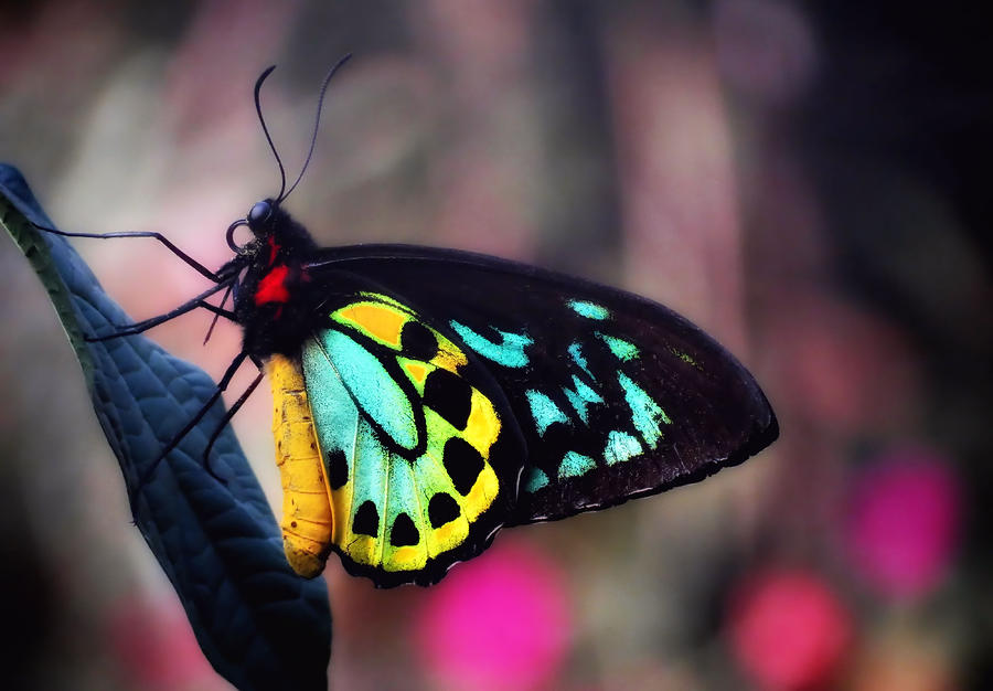 Bold Wings Glow - Butterfly Photograph by MTBobbins Photography