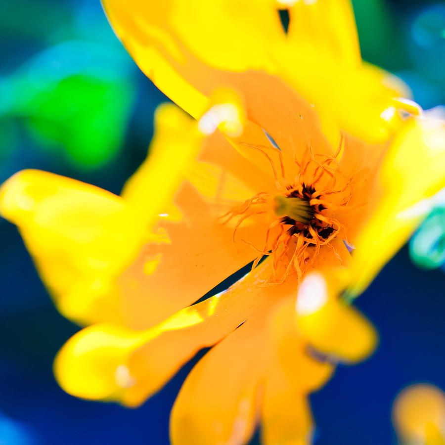 Bold Yellow Photograph by Shuwen Wu