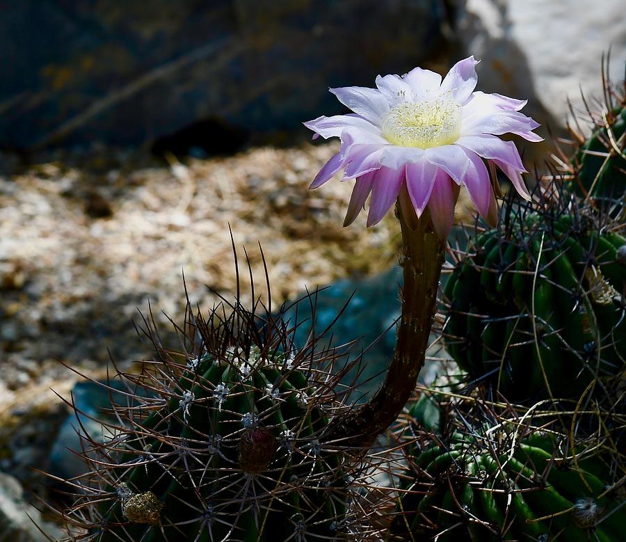 Bolivian Cactus Photograph by Hella Buchheim