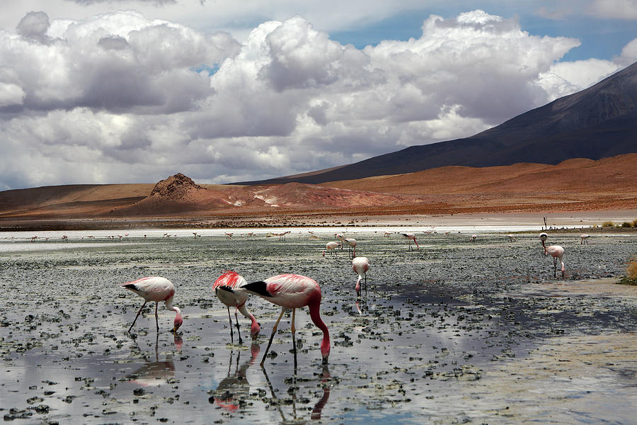 Bolivian Landscape Photograph by Aidan Moran