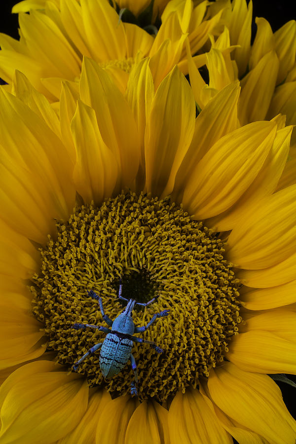 Insects Photograph - Boll Weevil On Sunflower by Garry Gay