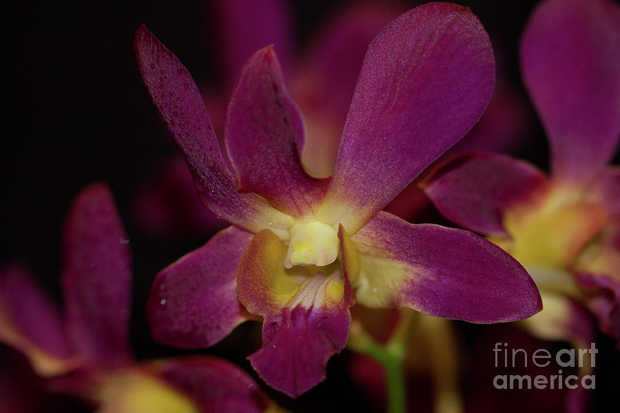 Bom Dye Gold Orchid Photograph