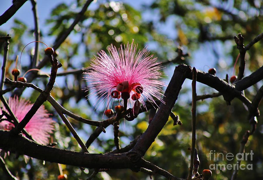Bombax Pink Pom Pom Photograph by Craig Wood
