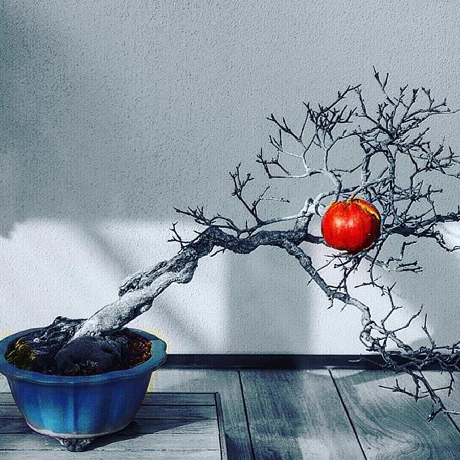 Nature Photograph - #bomsaitree #bonsai #bonsaiphotographer by Sharon Halteman