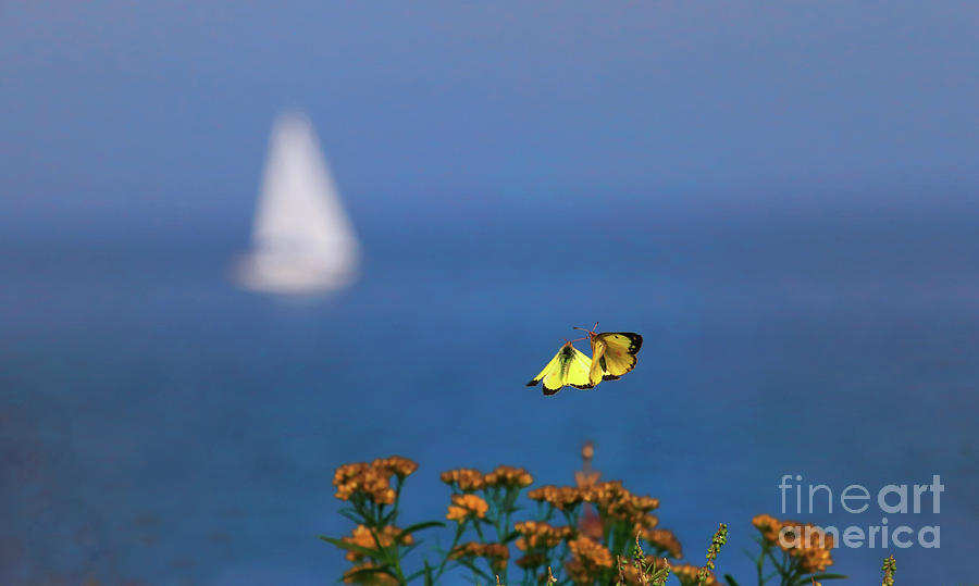 Bon Voyage With Butterflies Photograph by Charline Xia