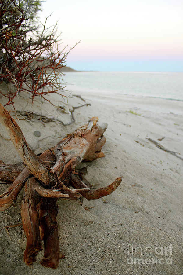 Bonanza Beach Driftwood Photograph by Becqi Sherman