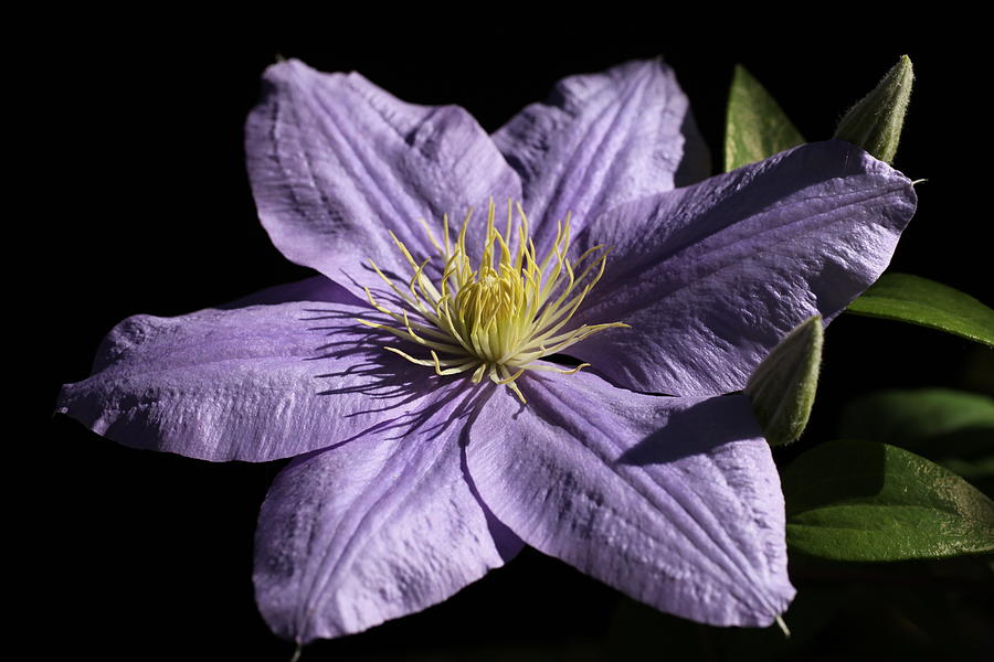 Bonanza Clematis Photograph by Tammy Pool