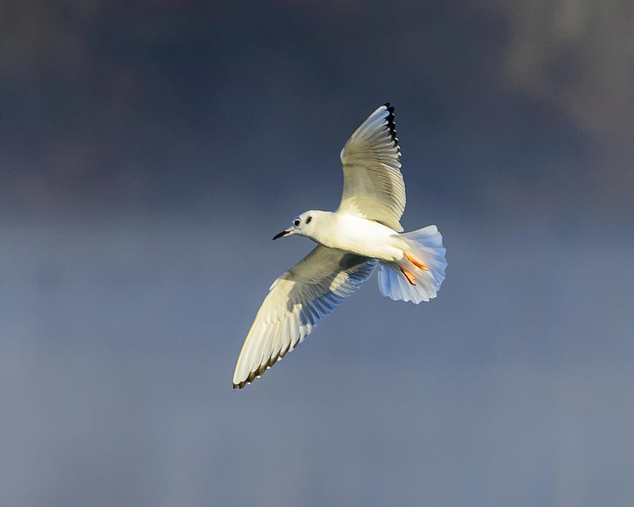 Bonapartes Gull Banks In Flight Photograph By Steve Samples - Pixels