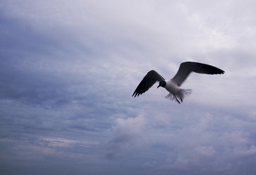 Bonapartes Gull in Flight Photograph by Kathleen Stephens