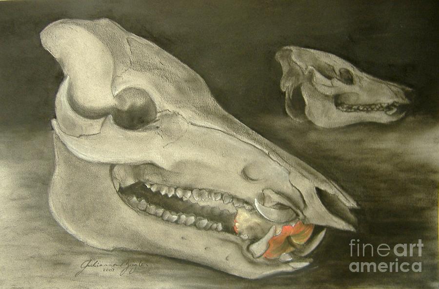 Pig Skull Drawing - Bone Appetit by Julianna Ziegler Pig Skull Drawing - Bone Appetit by Julianna Ziegler