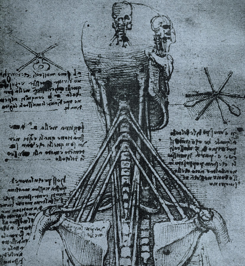 Leonardo Da Vinci Drawing - Bone Structure of the Human Neck and Shoulder by Leonardo Da Vinci