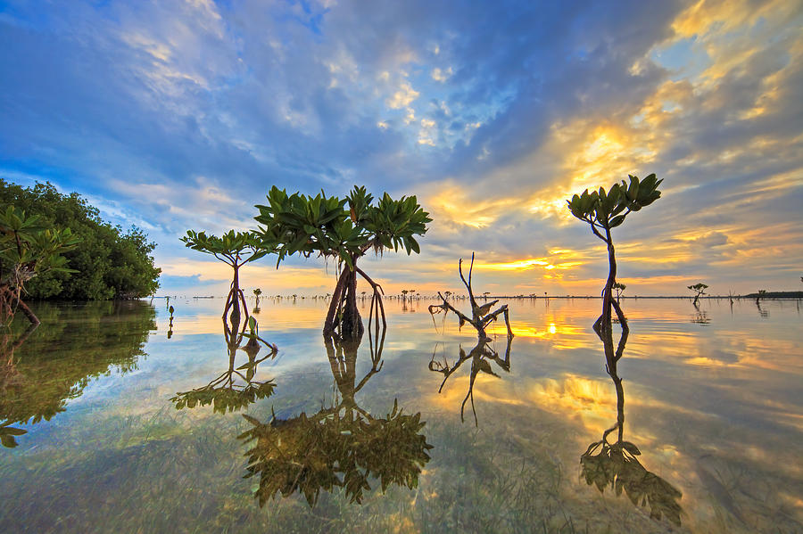 Bonefish Sunrise Photograph by Angie Chestnut - Fine Art America