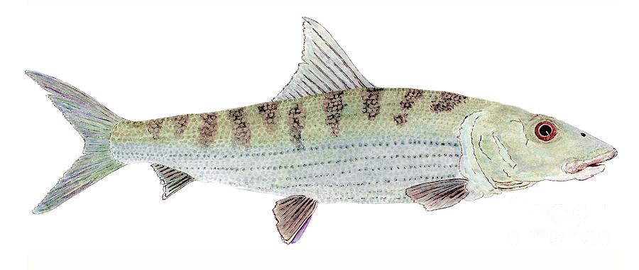 Bonefish Painting by Thom Glace