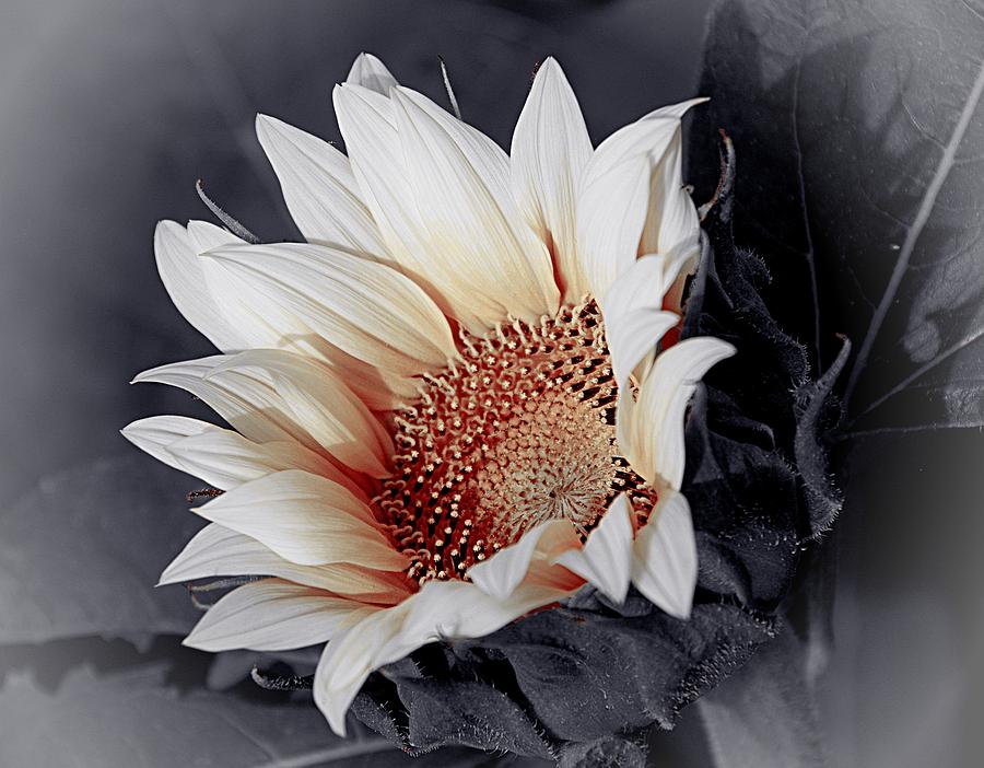 Bones of a Sunflower Photograph by Karen McKenzie McAdoo