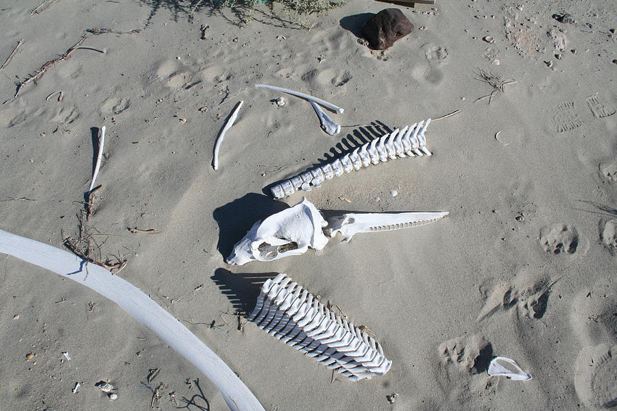 Bones on the beach 1 Photograph by Laura Smith