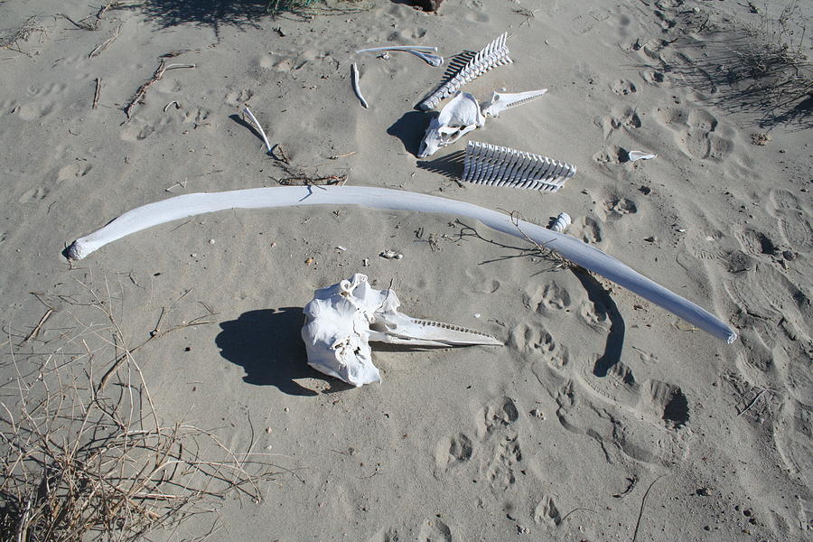 Bones on the beach 2 Photograph by Laura Smith