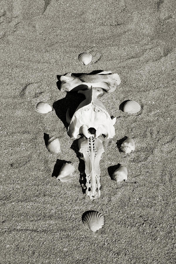 Bones on the beach 3 Photograph by Laura Smith