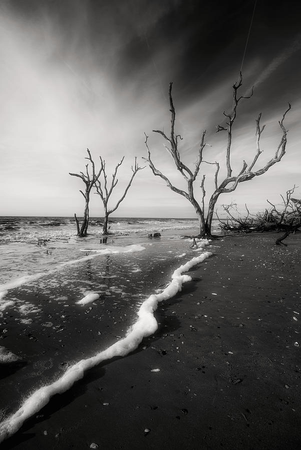 Tree Photograph - Boneyard Beach I by Steven Ainsworth