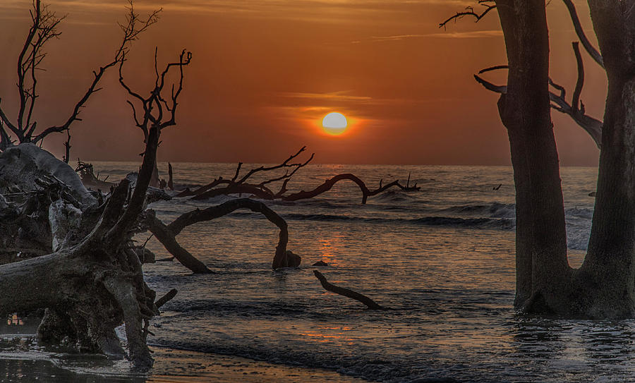 Tree Photograph - Boneyard Beach by Jim Cook