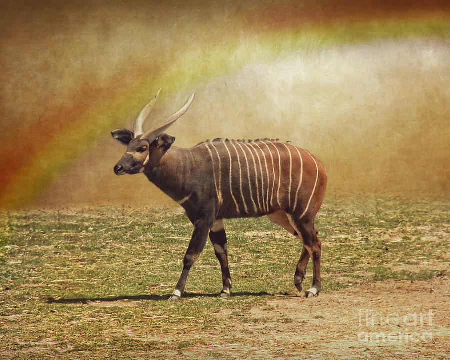 Bongo and the Rainbow Photograph by Dawn Gari