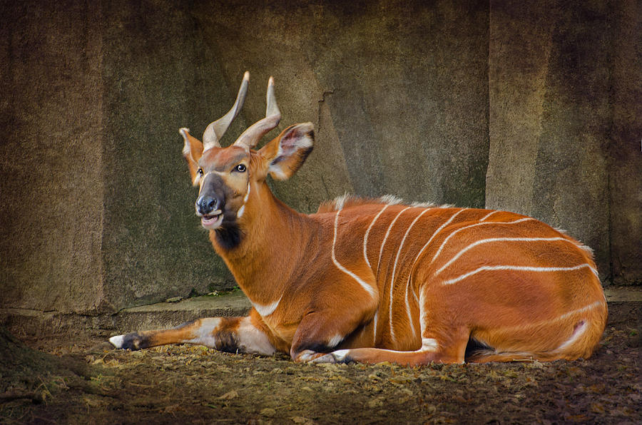 Wildlife Photograph - Bongo - Antelope by Susan McMenamin