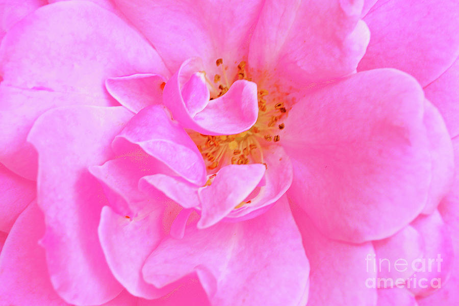Bonica Rose Portrait Photograph