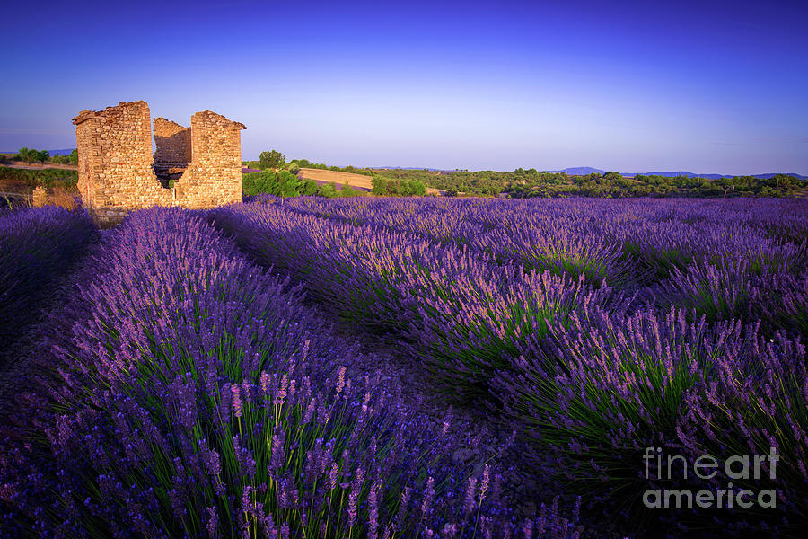 Provence Photograph - Bonjour Valensole by Marco Crupi