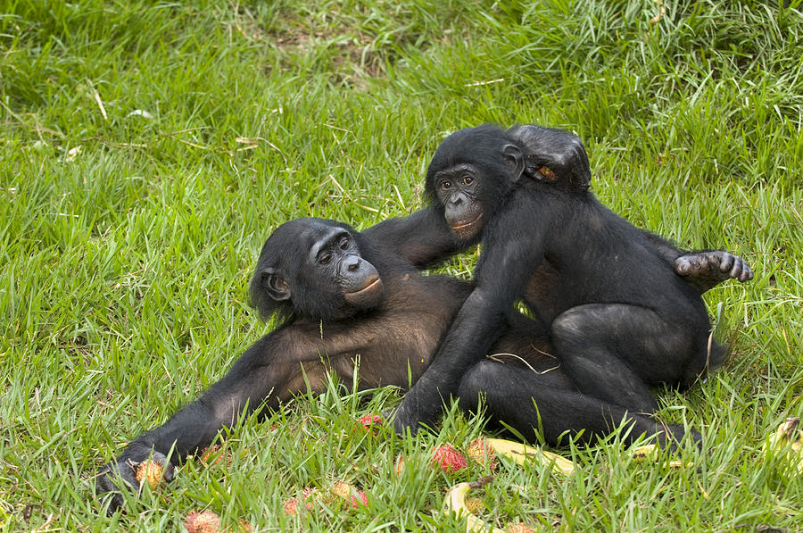 Wildlife Photograph - Bonobo Apes Mating by Tony Camacho