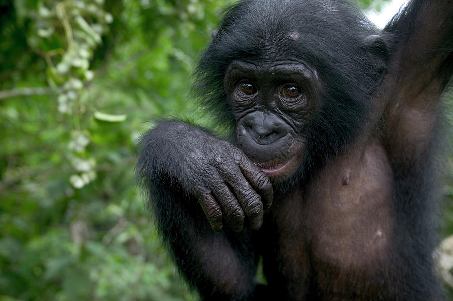 Ape Photograph - Bonobo Pan Paniscus Juvenile Orphan by Cyril Ruoso