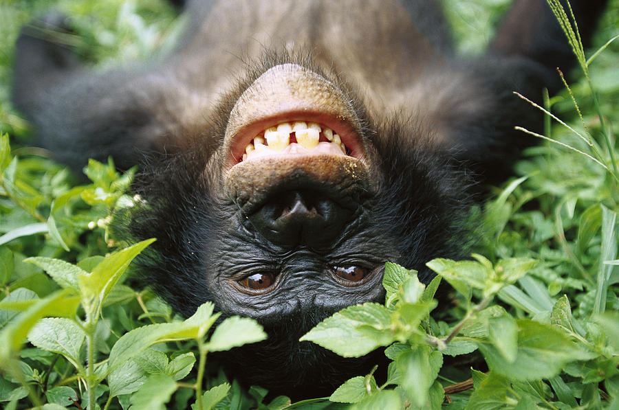 Ape Photograph - Bonobo Smiling by Cyril Ruoso