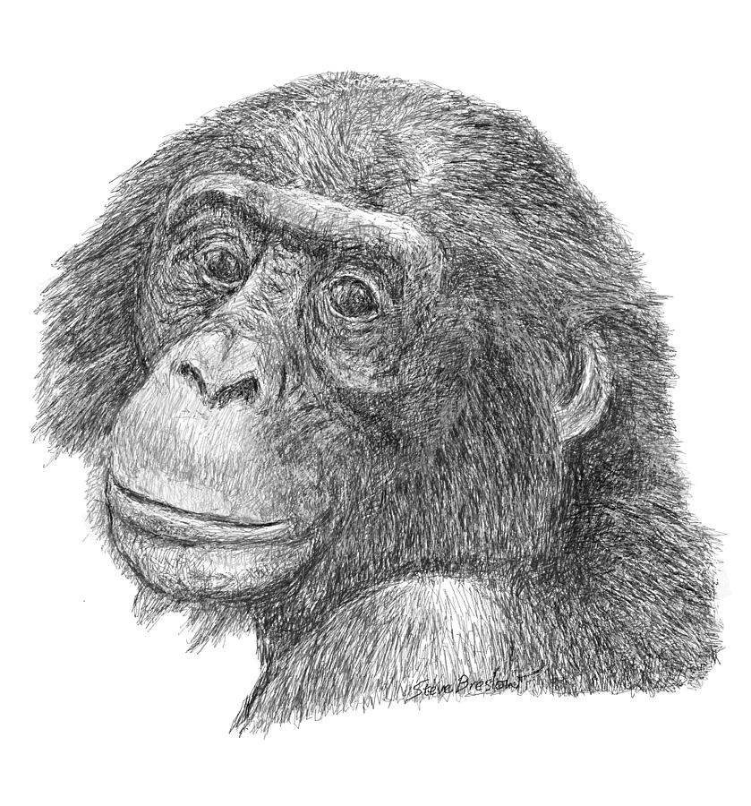 Bonobo Digital Art by Steve Breslow