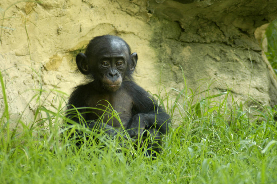 Bonobo Tyke Photograph by DArcy Evans