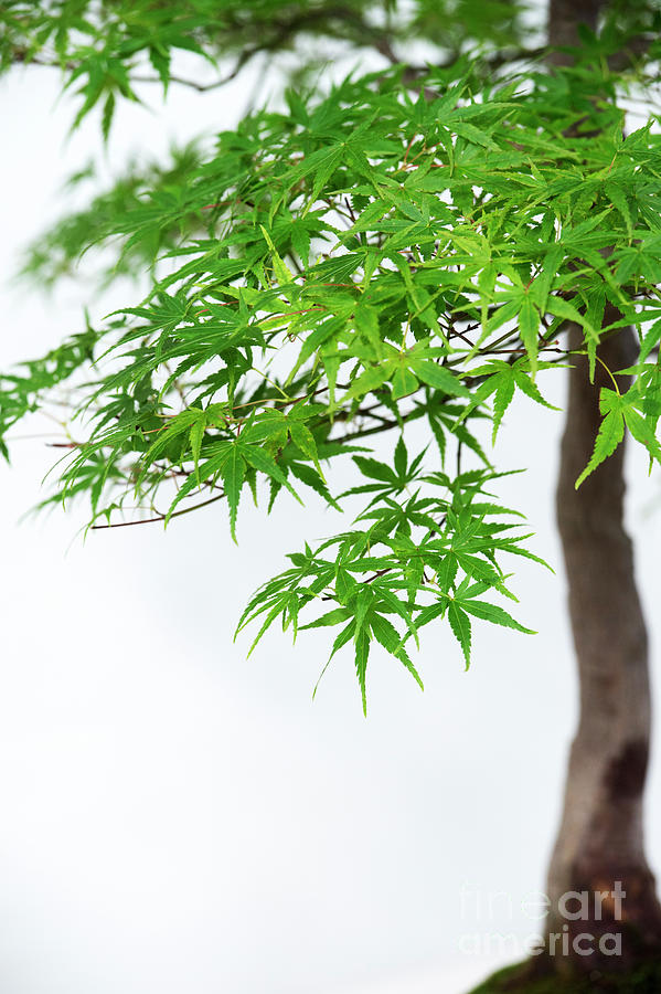 Bonsai Acer Tree Photograph by Tim Gainey