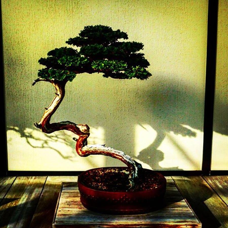 Tree Photograph - #bonsai #bonsaitree #japan #japanese by Sharon Halteman