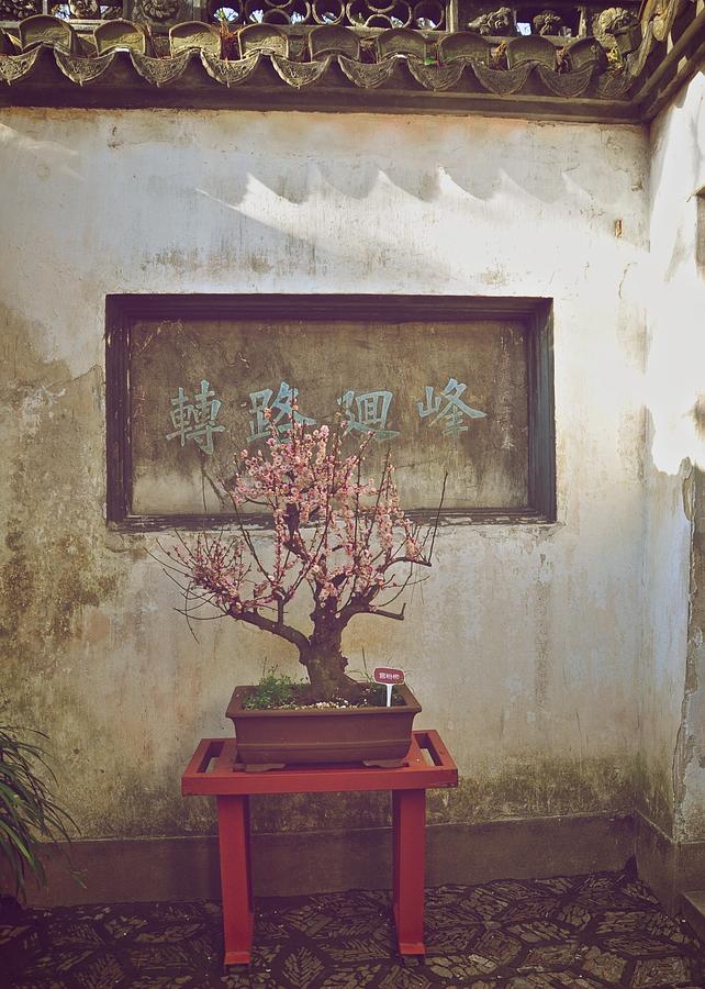 Bonsai Cherry Tree Photograph by Matt MacMillan