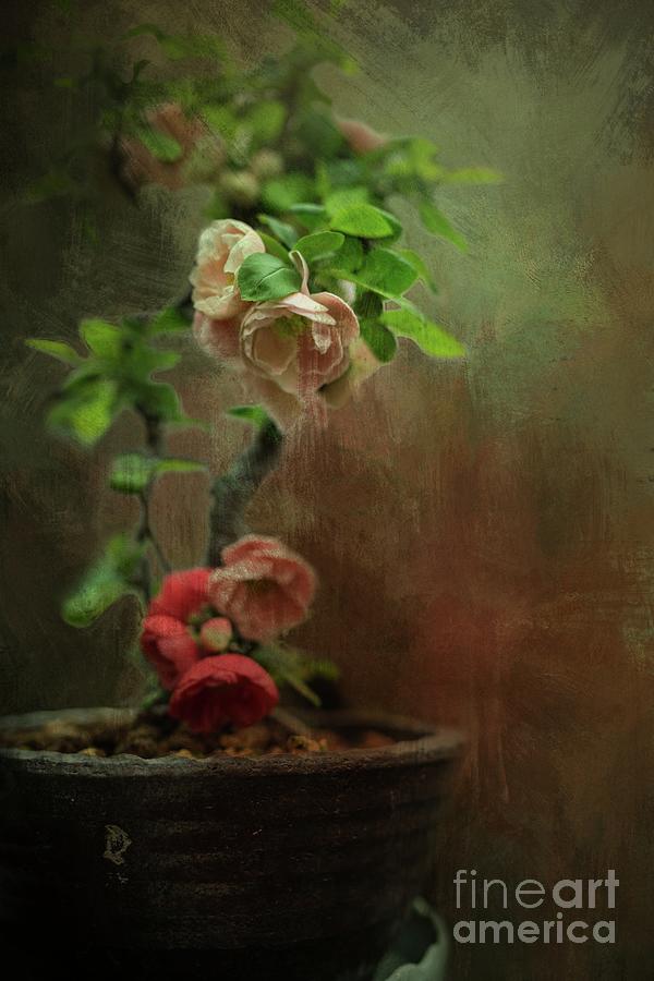 Bonsai Photograph by Eva Lechner