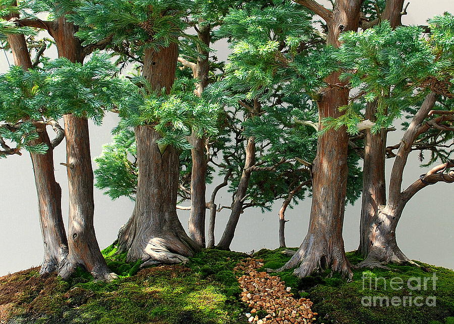Bonsai Forest Photograph by Larry Ward