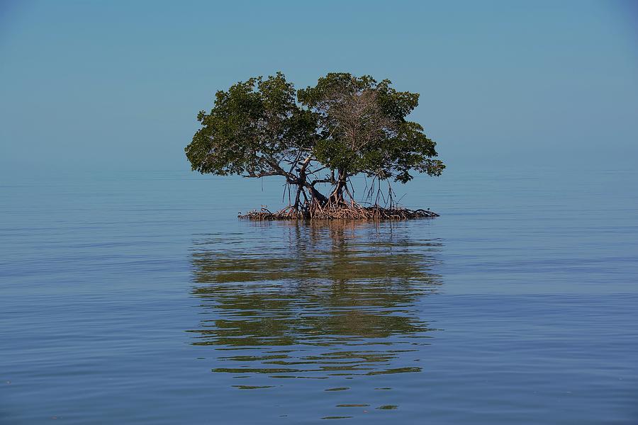 Bonsai Island Everglades National Park Photograph By Don Columbus